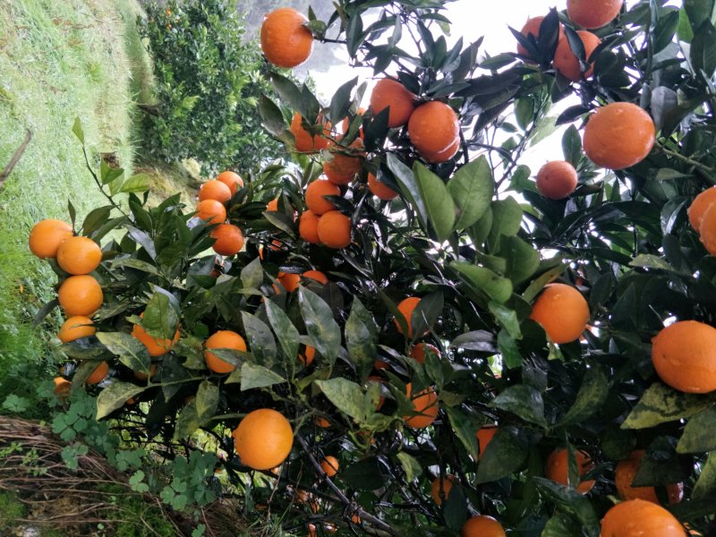 麻阳冰糖橙自家供货