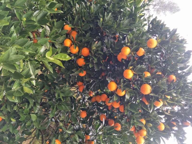 麻阳冰糖橙自家供货