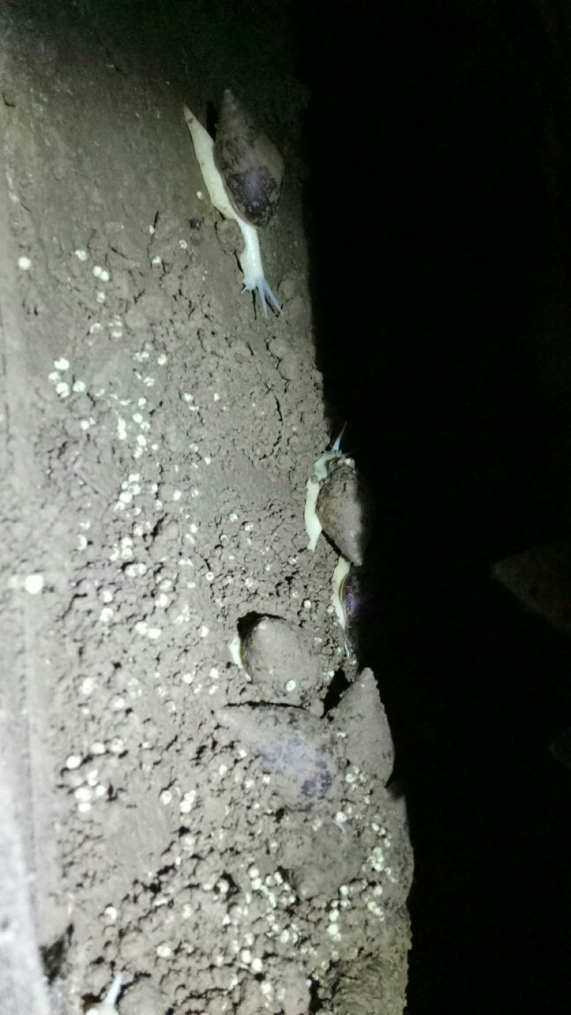 白玉蜗牛