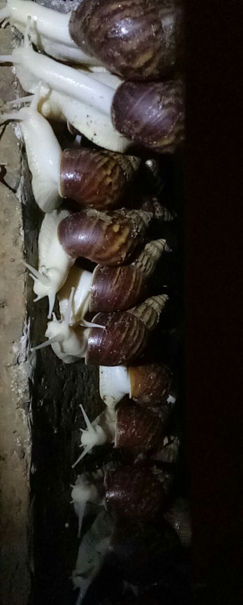 白玉蜗牛