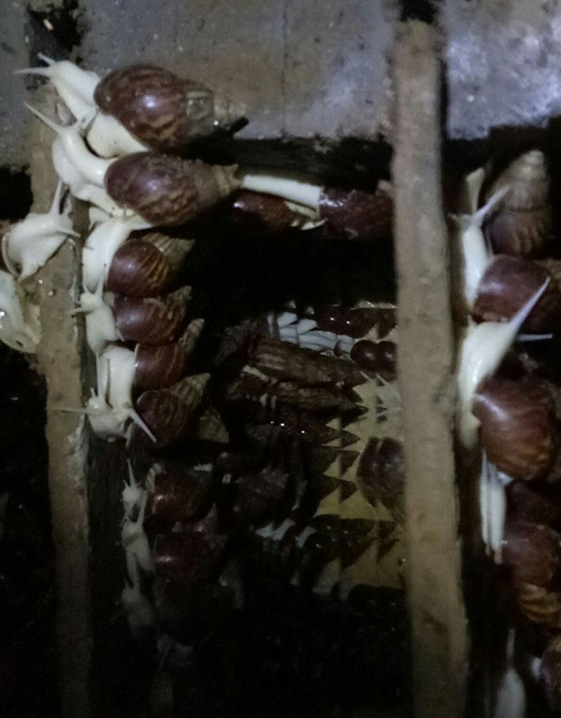 白玉蜗牛