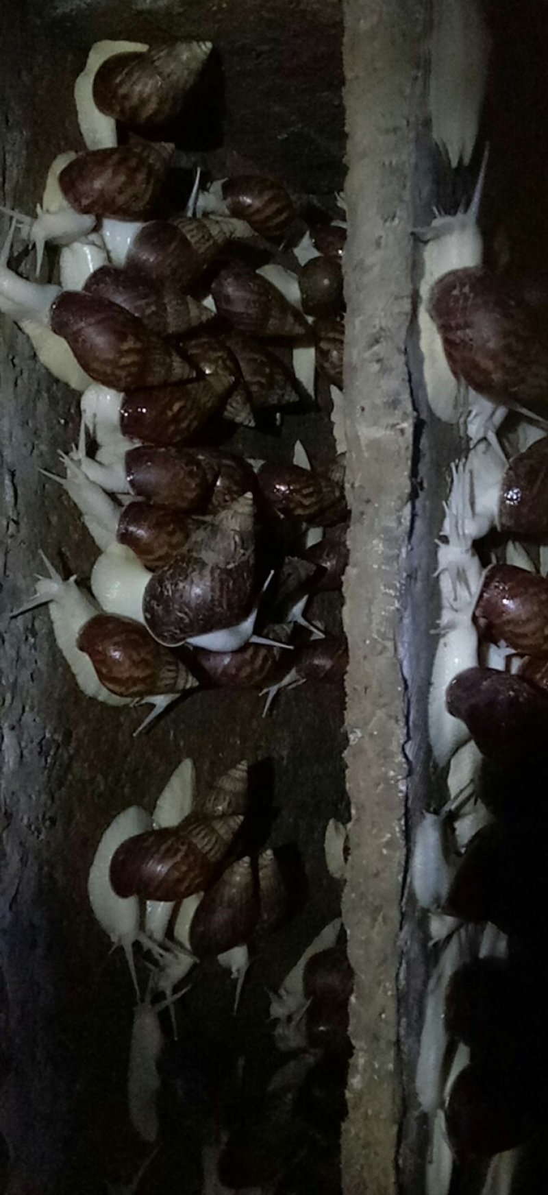 白玉蜗牛