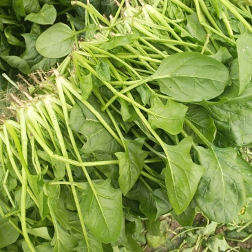 菠菜