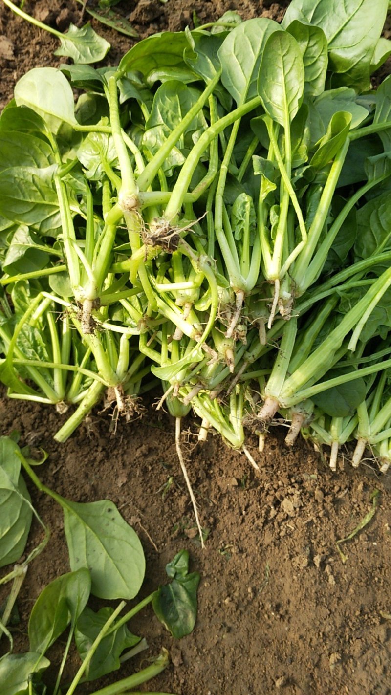 菠菜
