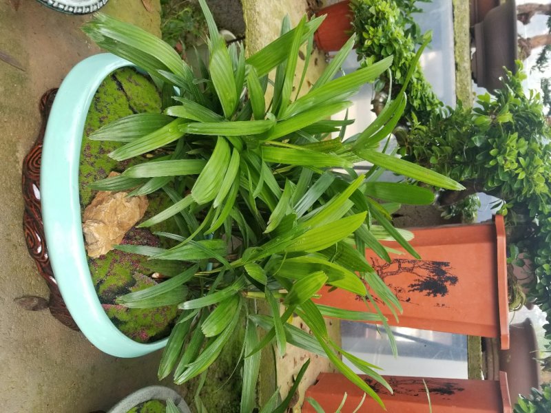 棕竹