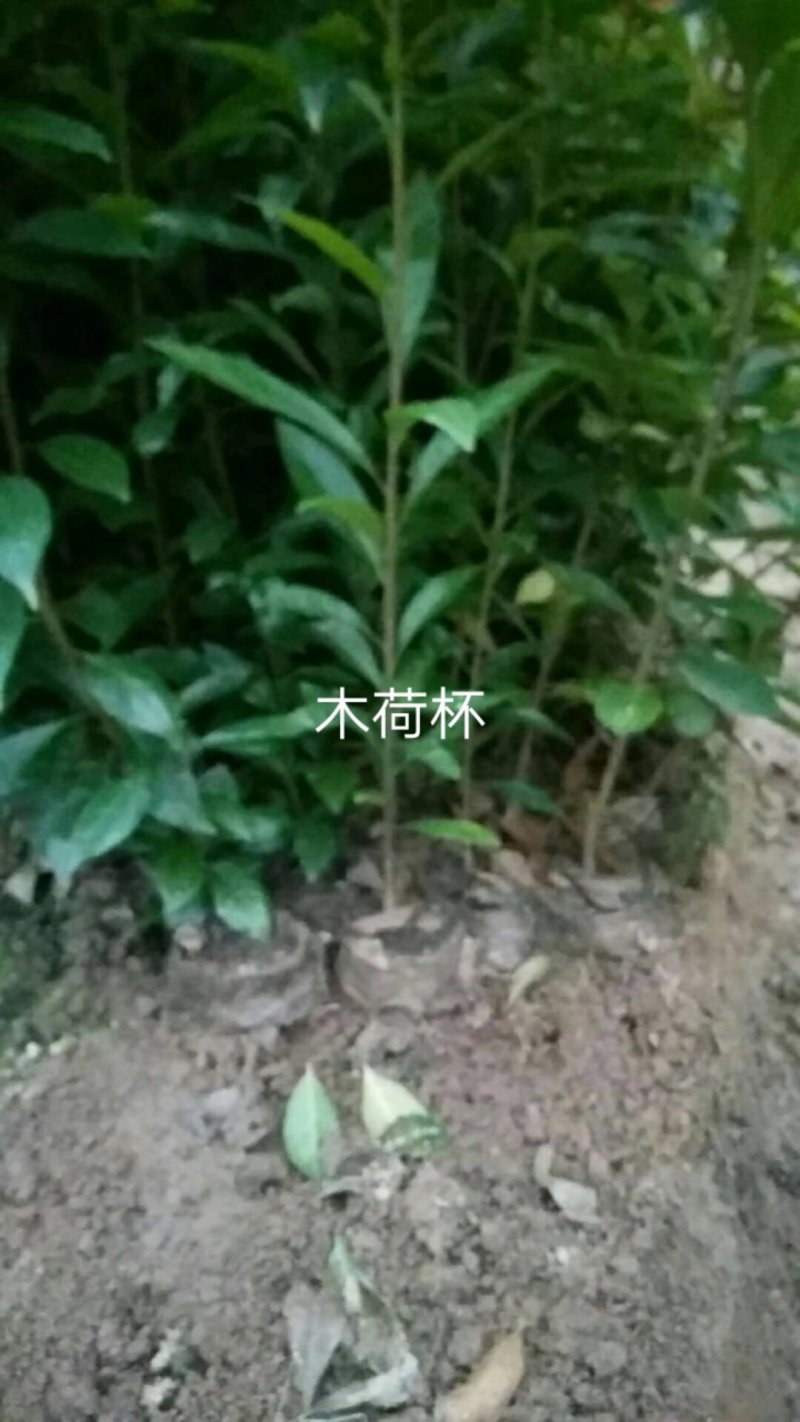 木荷杯苗木荷小苗