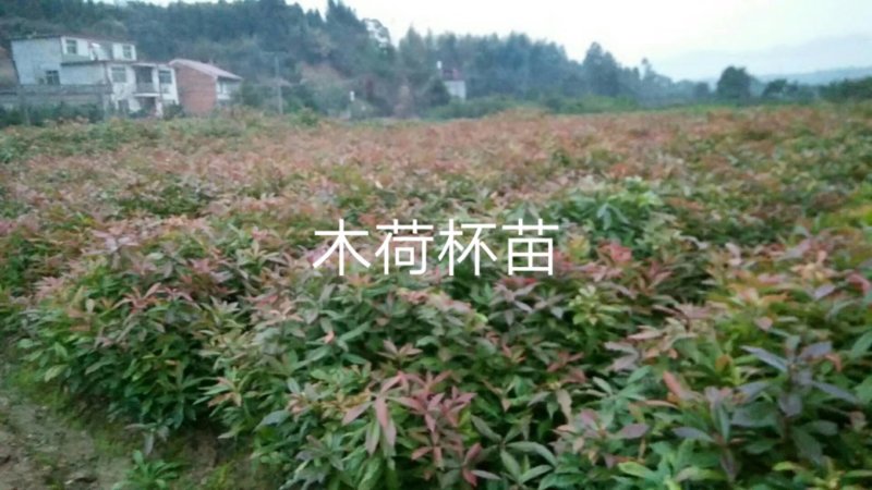 木荷杯苗木荷小苗