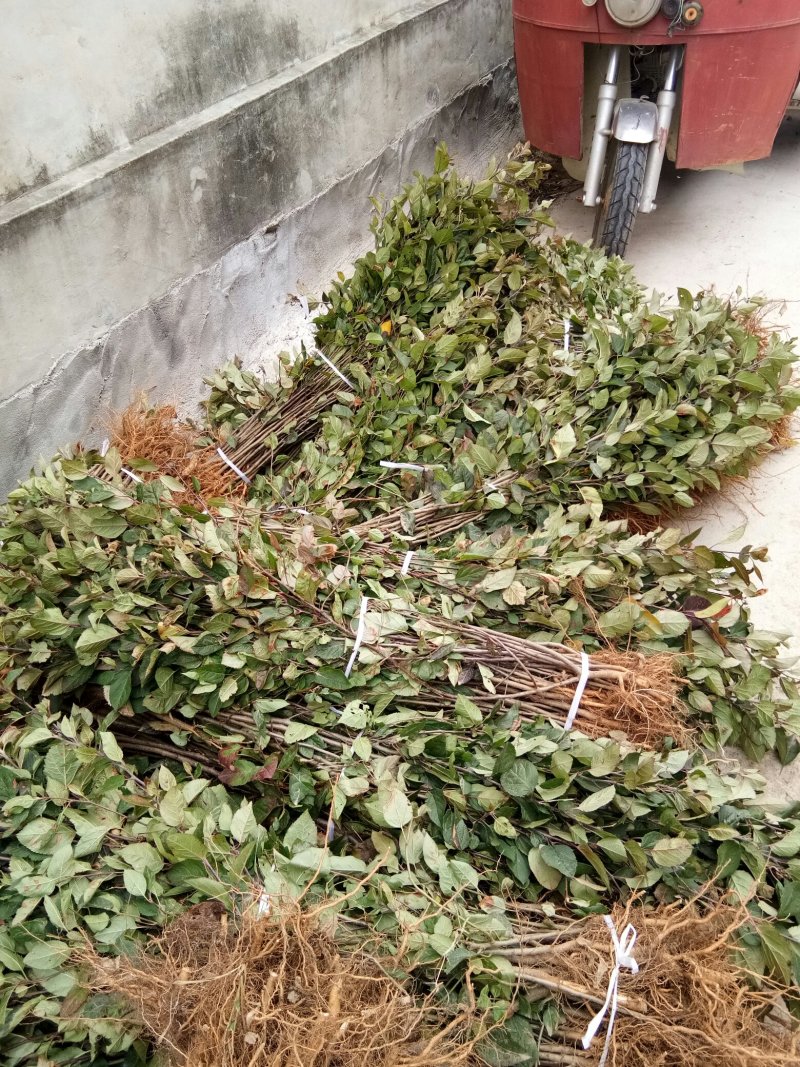 苹果苗实生苗原生苗，苹果未嫁接苗