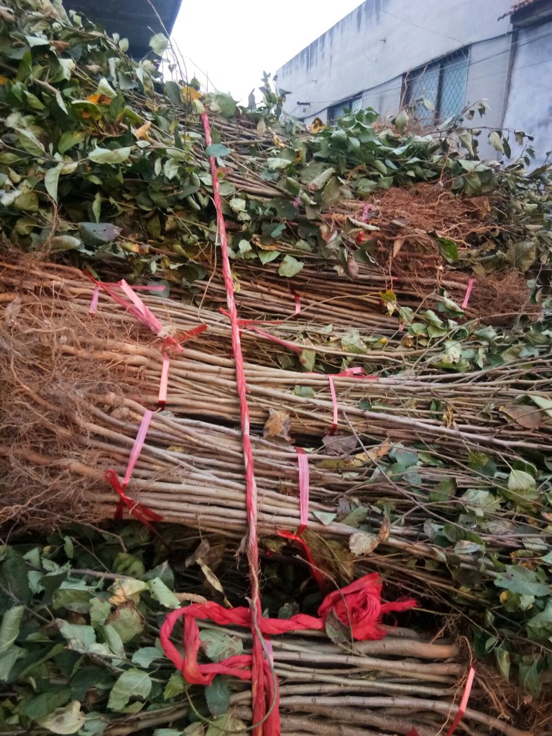 苹果苗实生苗原生苗，苹果未嫁接苗
