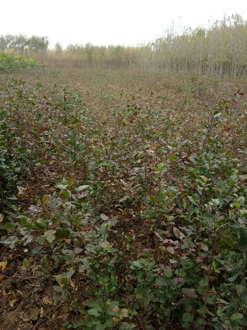 苹果苗实生苗原生苗，苹果未嫁接苗