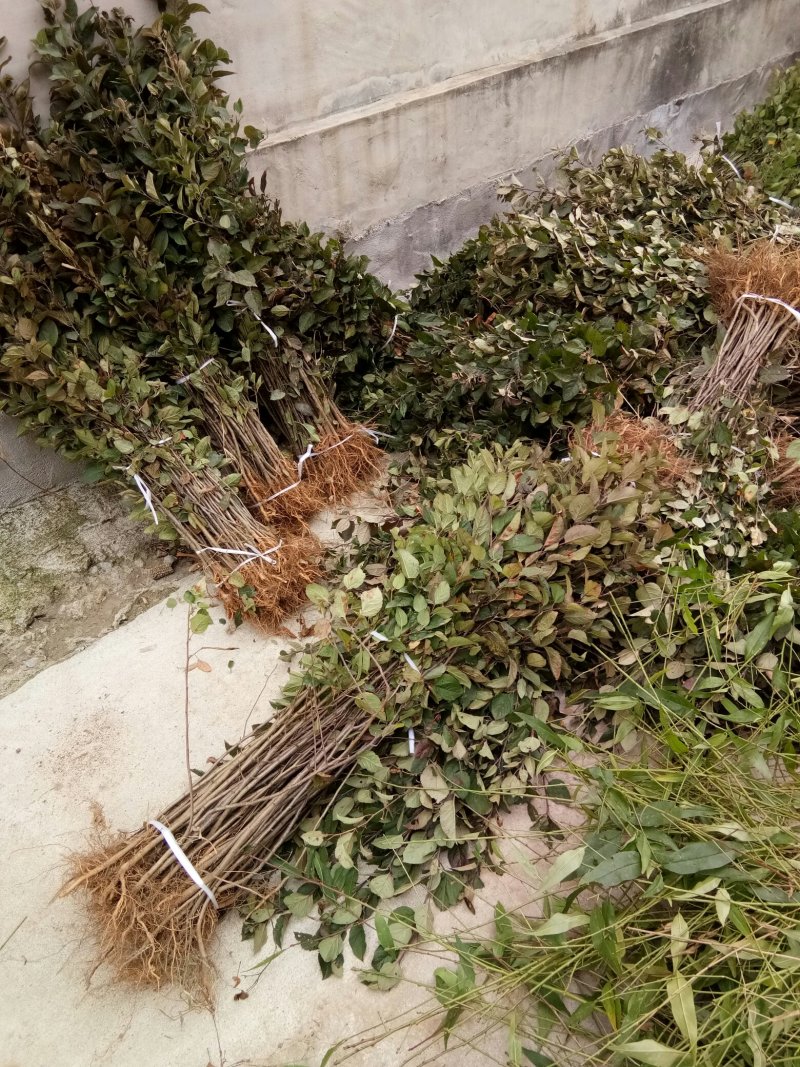 苹果苗实生苗原生苗，苹果未嫁接苗