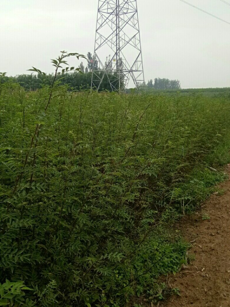 花椒苗