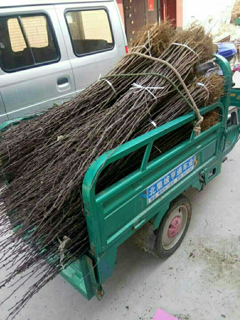 花椒苗
