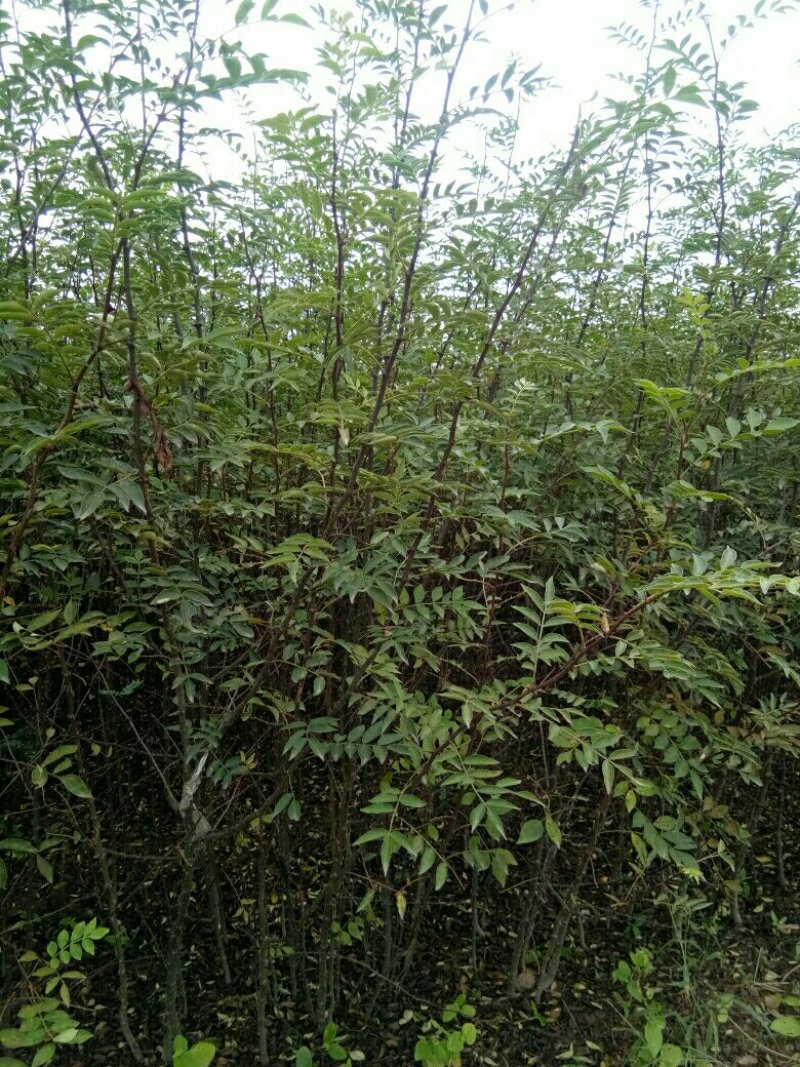 花椒苗