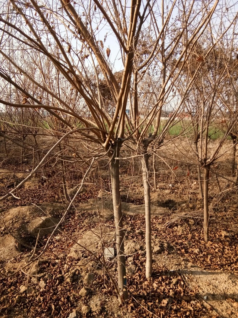 黄栌苗，各种规格要求的黄栌苗，一年小苗，二年规格苗。