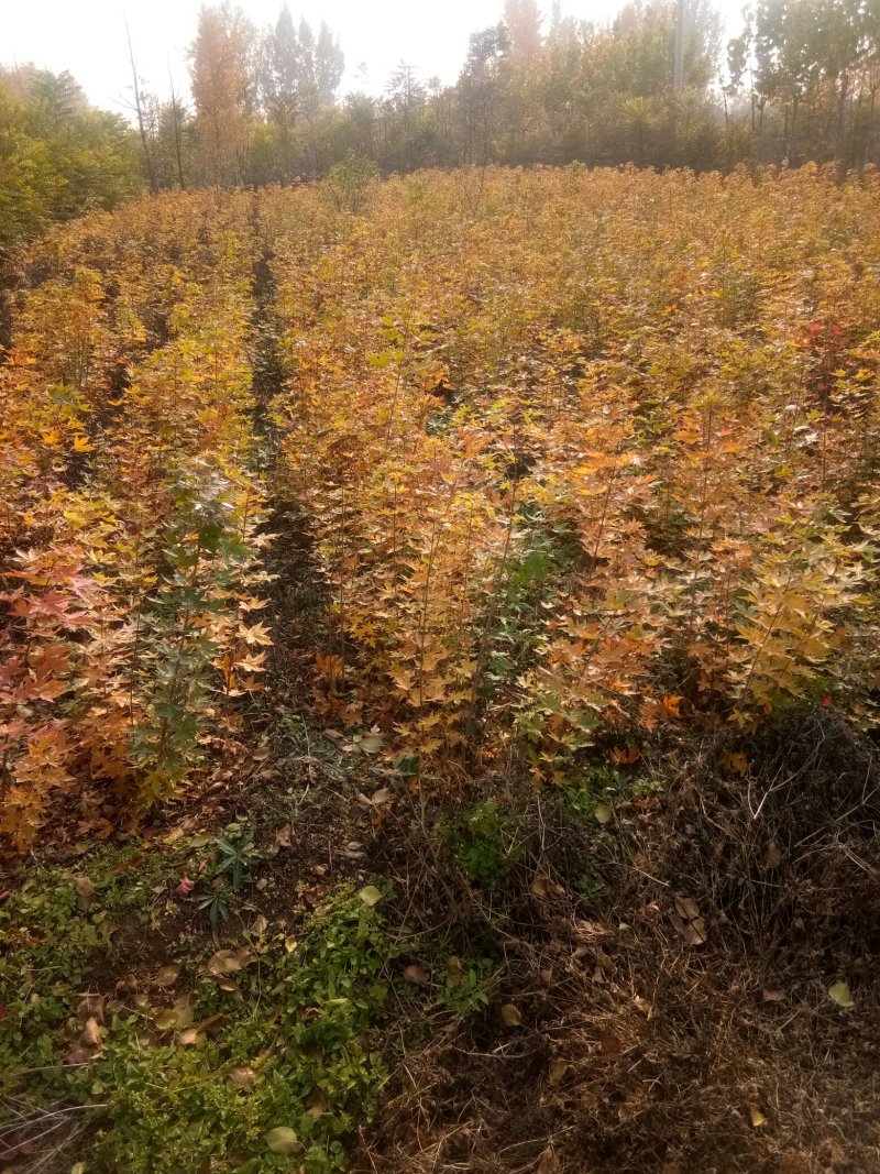 枸橘又名枳壳小苗，嫁接沾，绿篱都可，一年苗二年苗规格。