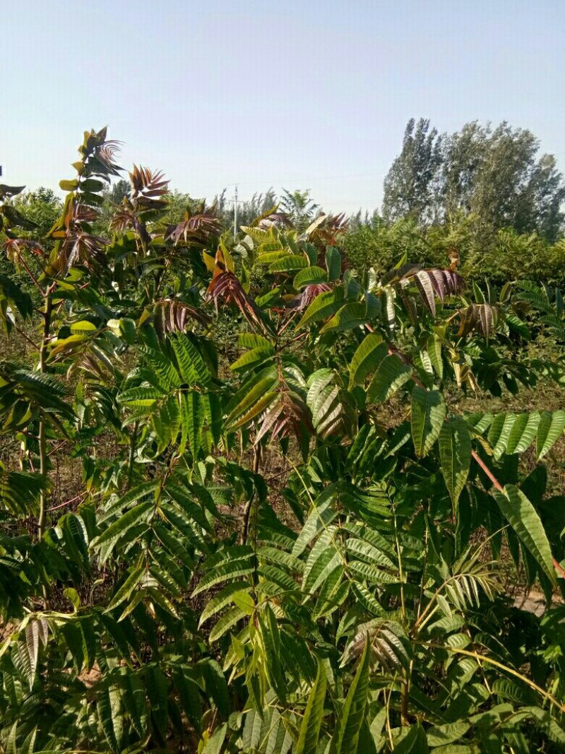 草莓苗有货，品种多样基质草莓更有钱途