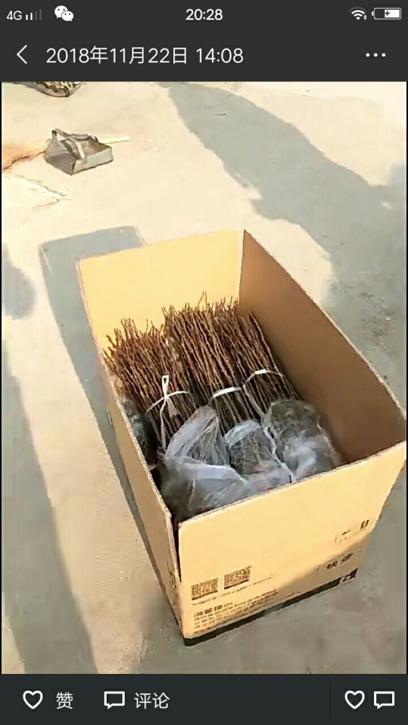 一年侧柏小苗供应