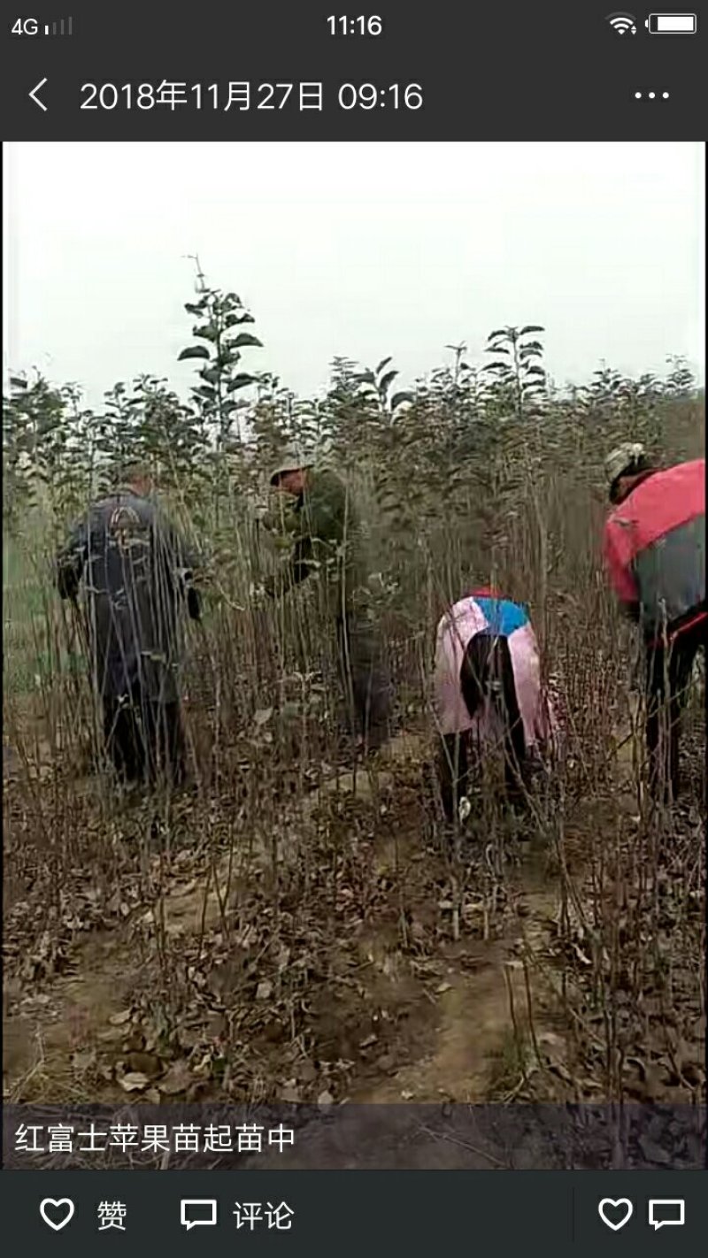 一年侧柏小苗供应