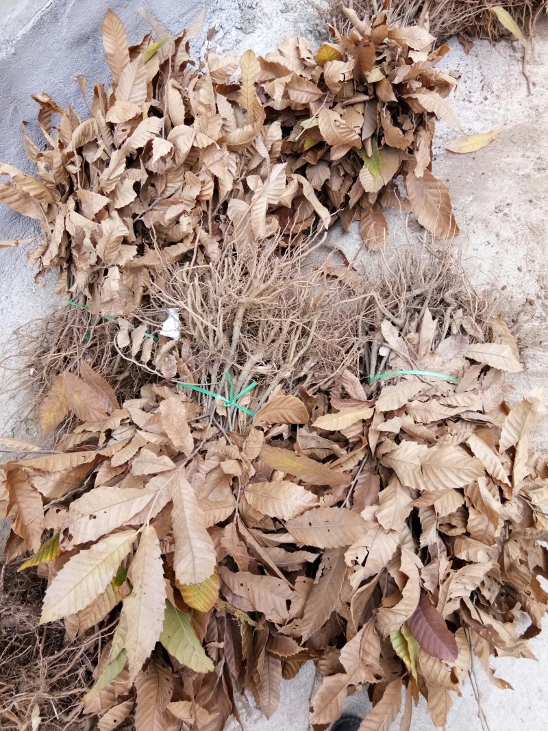 一年侧柏小苗供应