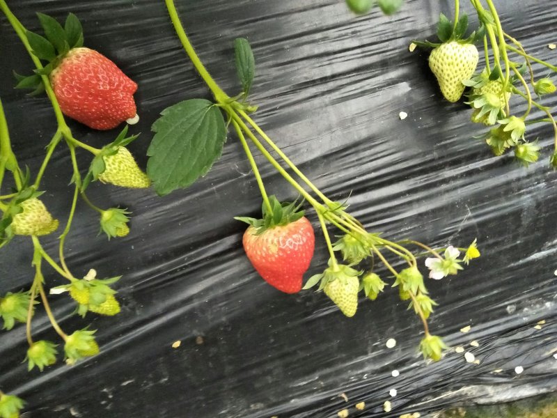 奶油草莓牛奶草莓妙香玫瑰香草莓