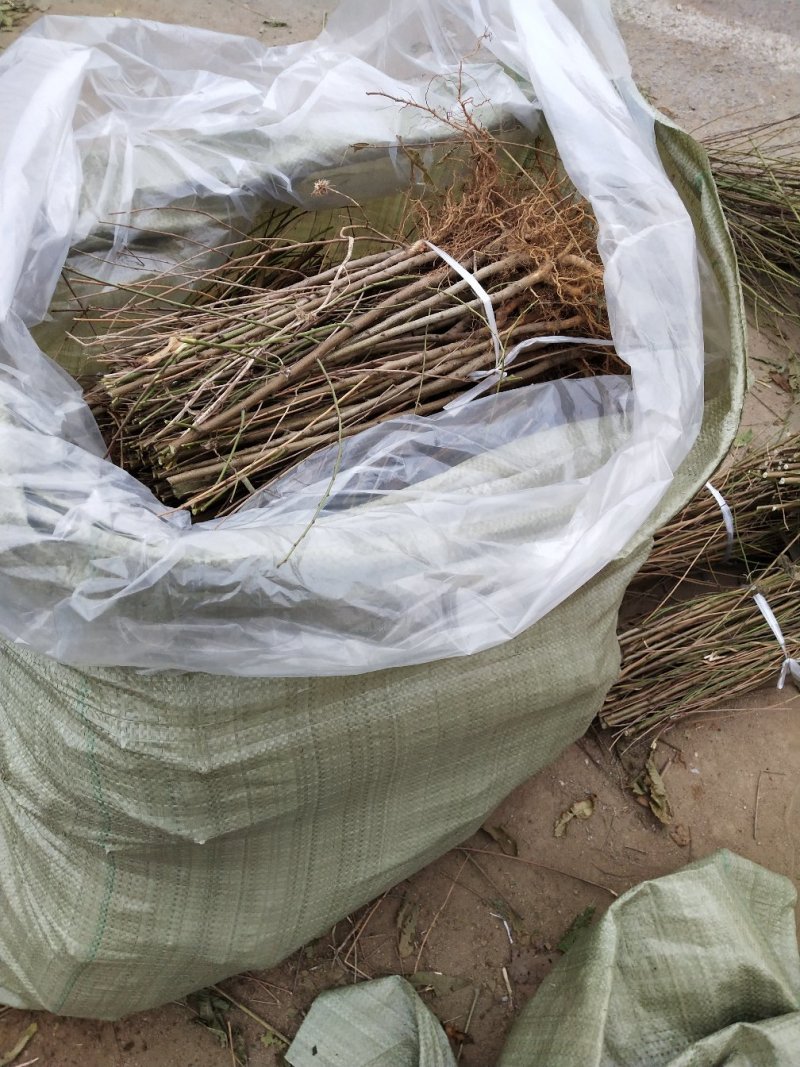 桃树苗，毛挑实生苗自家苗圃种植，现挖现发货