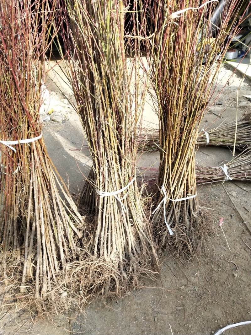 桃树苗，毛挑实生苗自家苗圃种植，现挖现发货