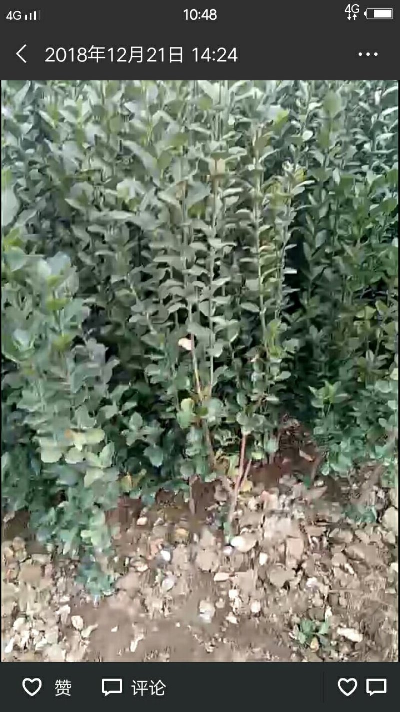杜梨苗