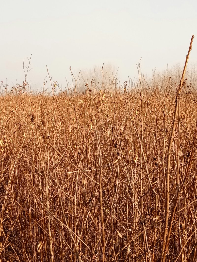 杜梨苗