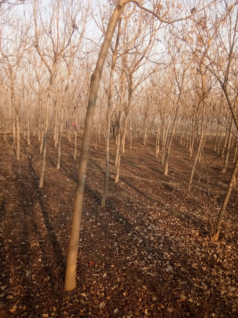 复叶槭1.5~2m
