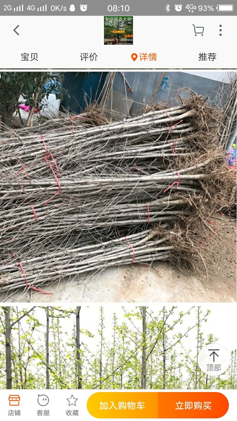 银杏树