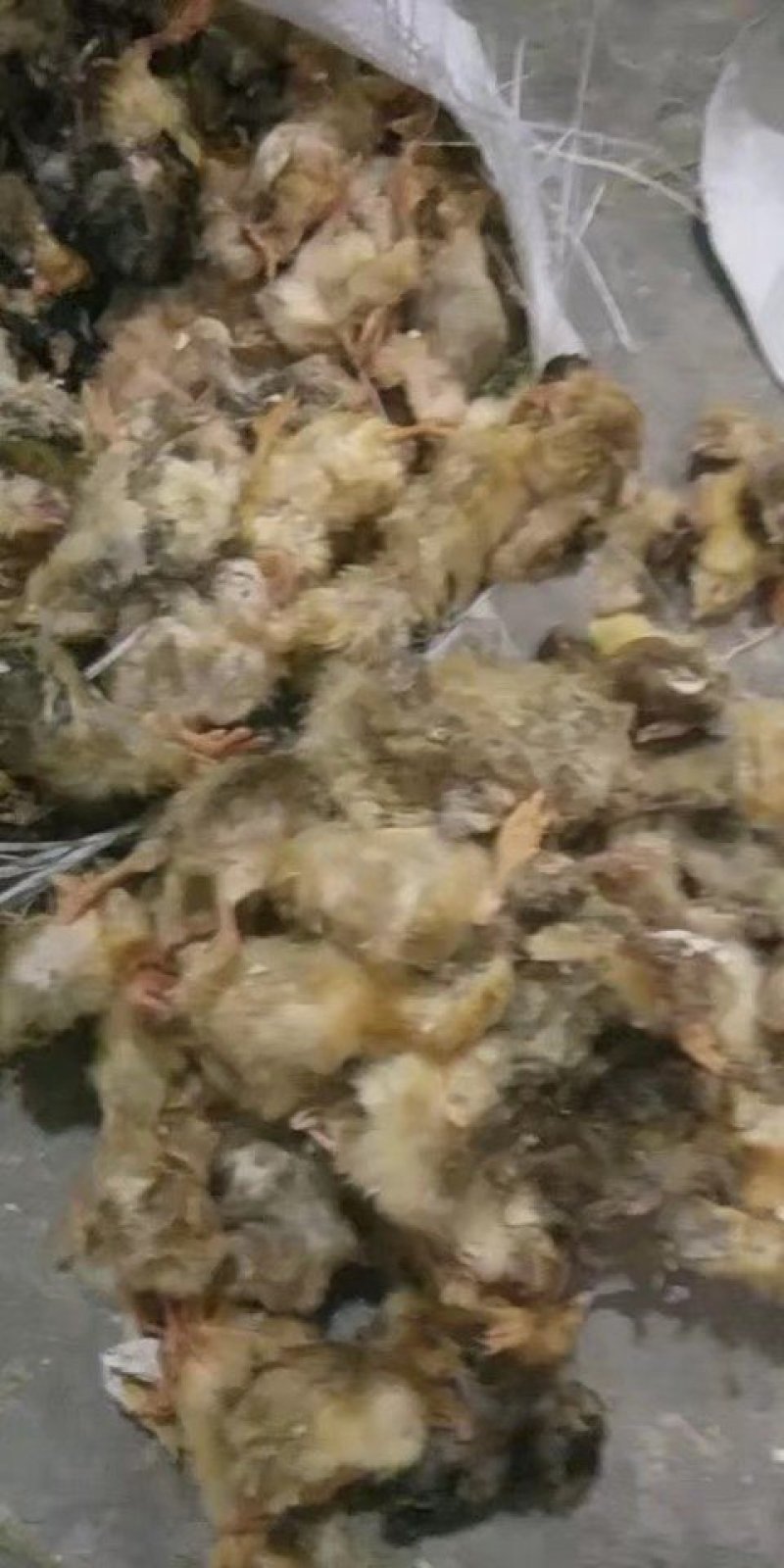蛇饲料毛鸡