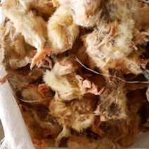 蛇饲料毛鸡