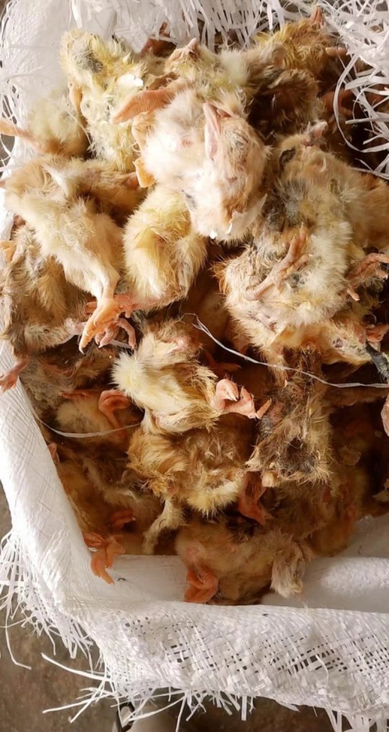 蛇饲料毛鸡