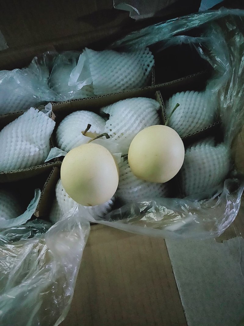 精品💛皇冠梨口感好质量优【赵县专业合作社】甜蜜上市中