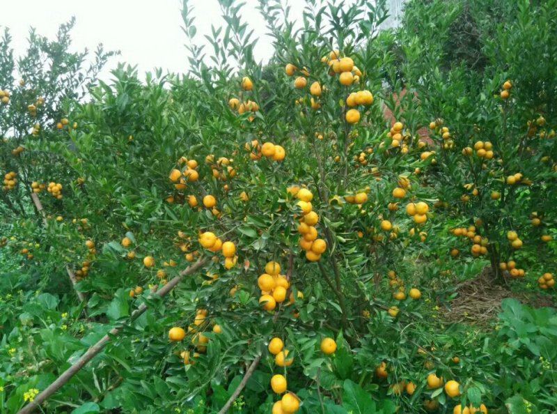 年桔，甜橙。广东博罗客家特产！