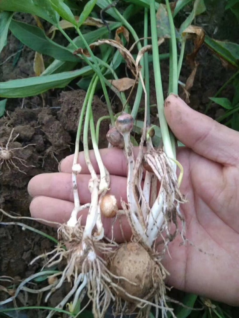 旱半夏块茎98%精选旱半夏种茎全国半夏种植基地优良