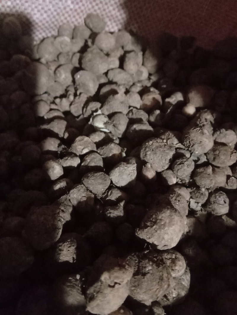 旱半夏块茎98%精选旱半夏种茎全国半夏种植基地优良