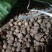 旱半夏块茎98%精选旱半夏种茎全国半夏种植基地优良