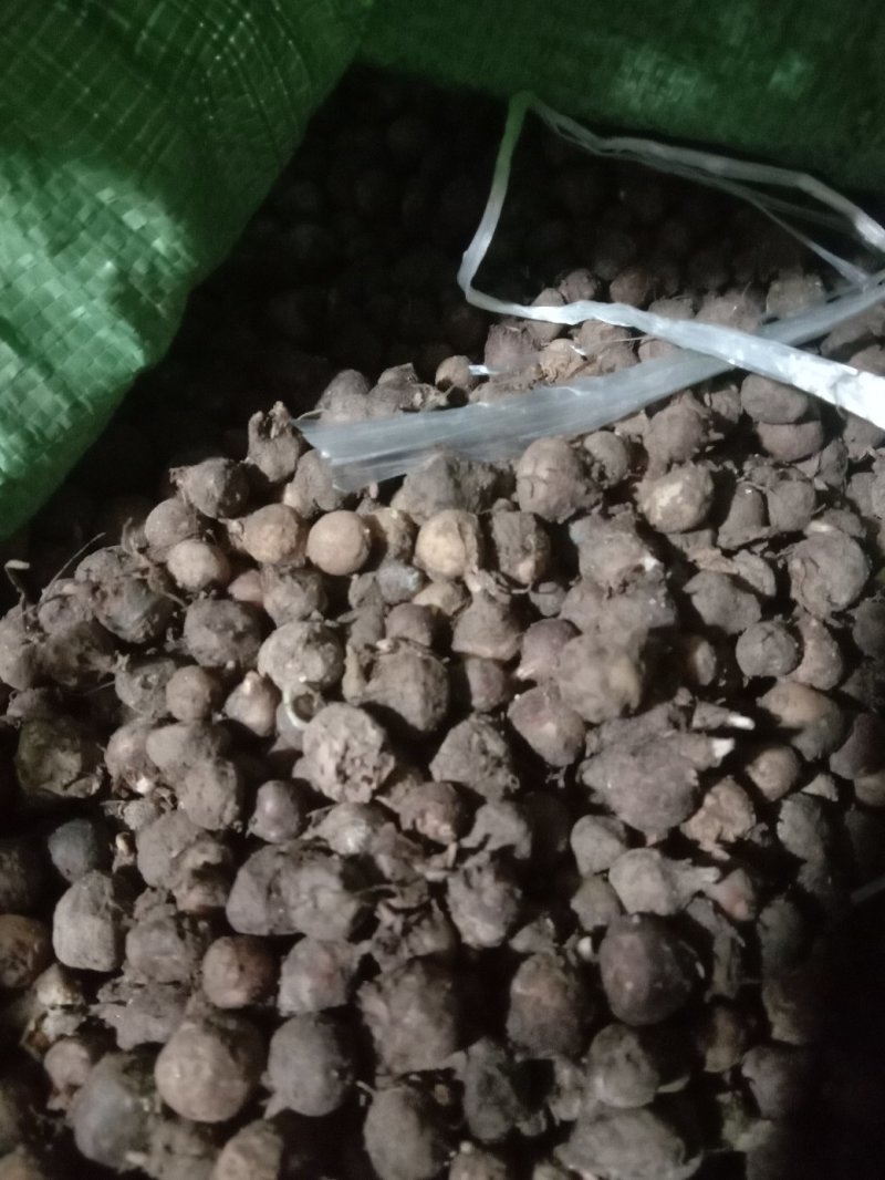 旱半夏块茎98%精选旱半夏种茎全国半夏种植基地优良
