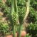 旱半夏块茎98%精选旱半夏种茎全国半夏种植基地优良