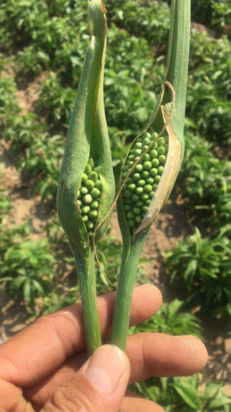 旱半夏块茎98%精选旱半夏种茎全国半夏种植基地优良