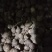 旱半夏块茎98%精选旱半夏种茎全国半夏种植基地优良