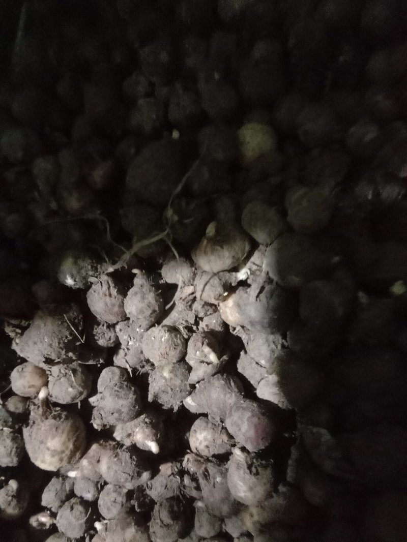 旱半夏块茎98%精选旱半夏种茎全国半夏种植基地优良