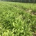 旱半夏块茎98%精选旱半夏种茎全国半夏种植基地优良