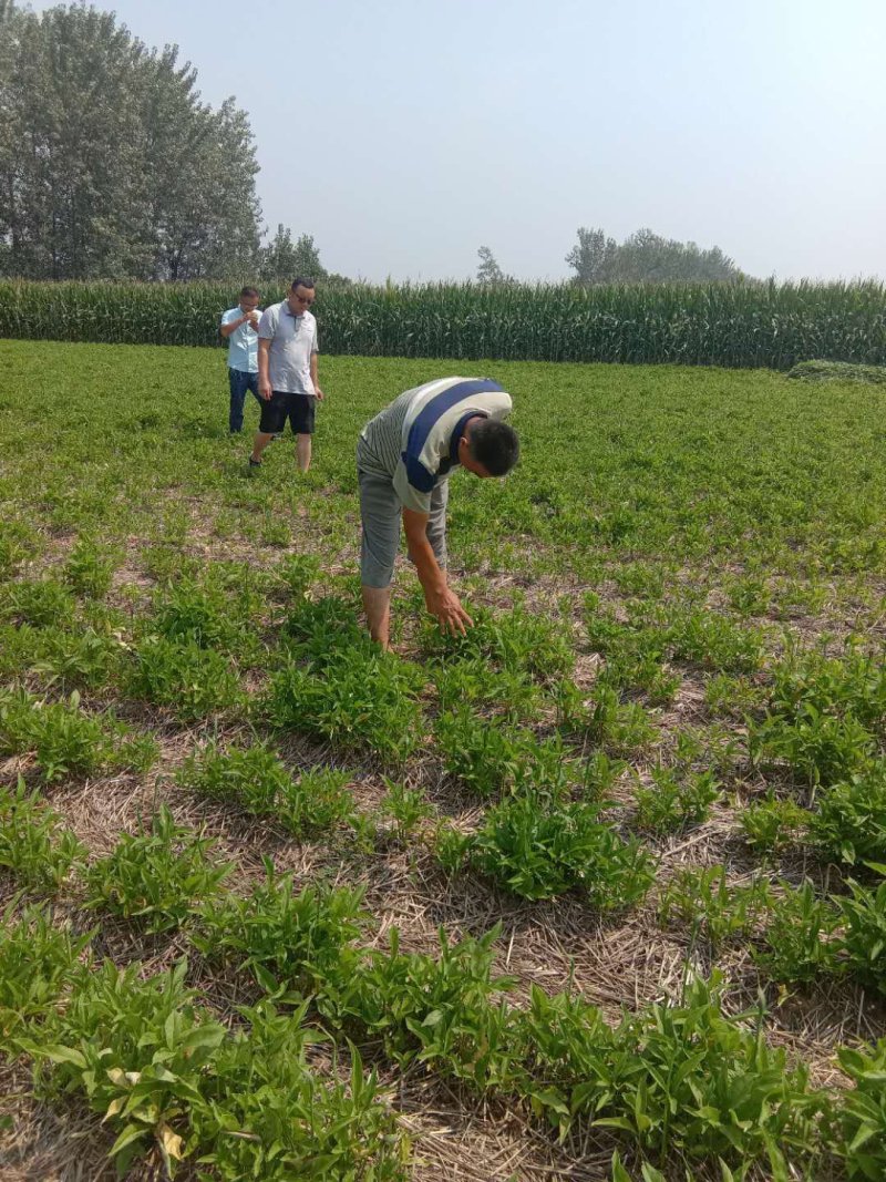 旱半夏块茎98%精选旱半夏种茎全国半夏种植基地优良