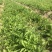 旱半夏块茎98%精选旱半夏种茎全国半夏种植基地优良