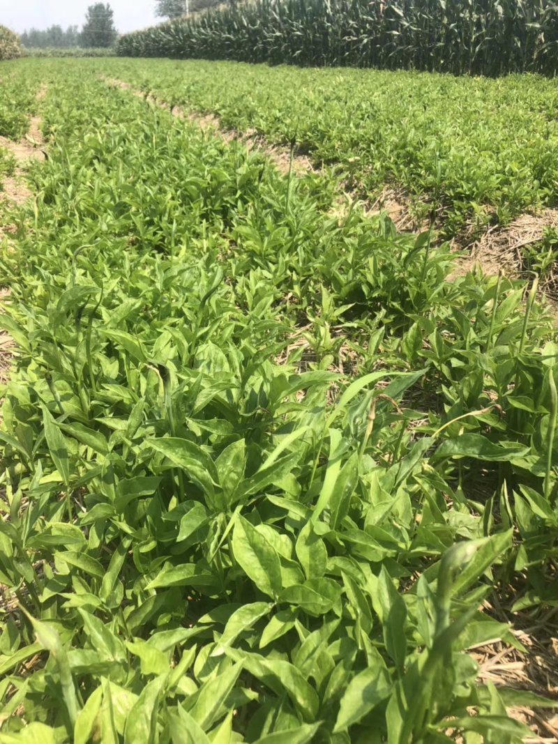 旱半夏块茎98%精选旱半夏种茎全国半夏种植基地优良