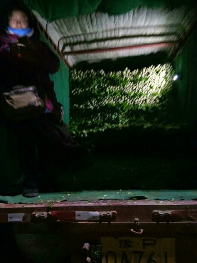 芹菜量大质优欢迎新老客户前来洽谈