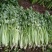 芹菜量大质优欢迎新老客户前来洽谈